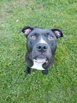Louisa (FOSTERED LOCALLY) -  American Staffordshire Terrier Dog for Adoption in Leverett, Massachusetts - Louisa (FOSTERED LOCALLY) | PetCurious