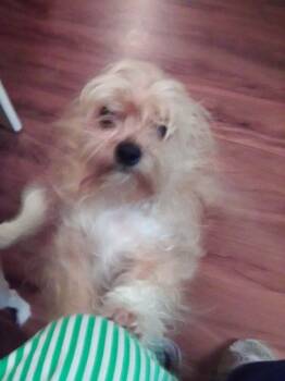 Yorkshire Terrier and Chihuahua Dogs Available for Adoption - Peanut (GA) | PetCurious