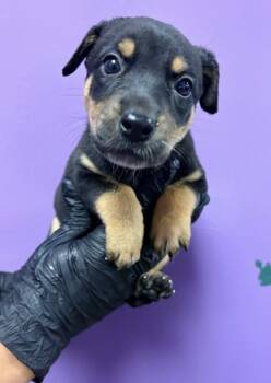 61765169 -  Rottweiler and Mixed Breed Dog for Adoption in El Paso, Texas - 61765169 | PetCurious