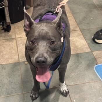 Jazzi -  Mixed Breed Dog for Adoption in Chattanooga, Tennessee - Jazzi | PetCurious