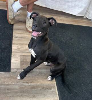 Spooky -  Pit Bull Terrier Dog for Adoption in Russellville, Kentucky - Spooky | PetCurious