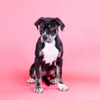 Rescue Mastiff Dogs for Adoption in Northbrook, Illinois - Coco Max | PetCurious