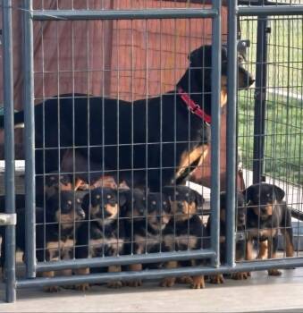 Doberman Pinscher and Mixed Breed Dogs Available for Adoption in Sunnyvale, Texas - Puppy 2 | PetCurious