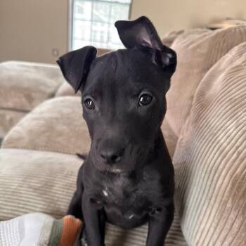 Labrador Retriever Dogs Available for Adoption - Nova | PetCurious