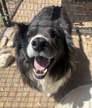 Pete -  Border Collie Dog for Adoption in Challis, Idaho - Pete | PetCurious