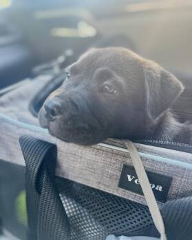 Steve -  Labrador Retriever and Shar Pei Dog for Adoption in Tulsa, Oklahoma - Steve | PetCurious