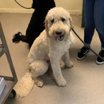 Teddy -  Poodle and Labrador Retriever Dog for Adoption in Pasadena, California - Teddy | PetCurious