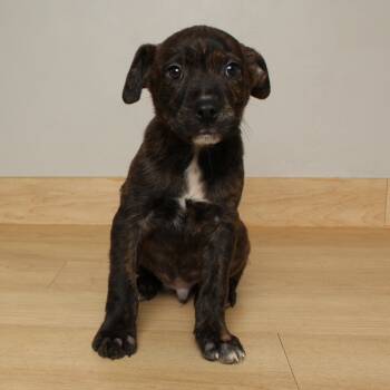 Rescue Mixed Breed Dogs for Adoption in Minnetonka, Minnesota - Ike D66921 | PetCurious