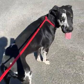 Great Dane Dogs Available for Adoption - Pongo | PetCurious