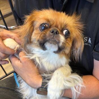 Pekingese Dogs Available for Adoption in Hinesville, Georgia - Gizmo | PetCurious