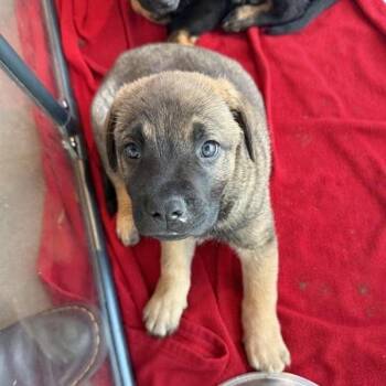 Perry -  Mixed Breed Dog for Adoption in Bentonville, Arkansas - Perry | PetCurious
