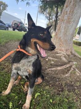 MONTANA -  Australian Cattle Dog Blue Heeler Dog for Adoption in Ontario, California - MONTANA | PetCurious
