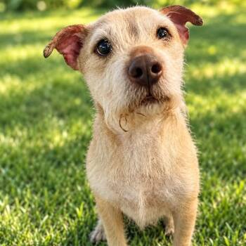 THEO -  Wirehaired Terrier Dog for Adoption in Largo, Florida - THEO | PetCurious