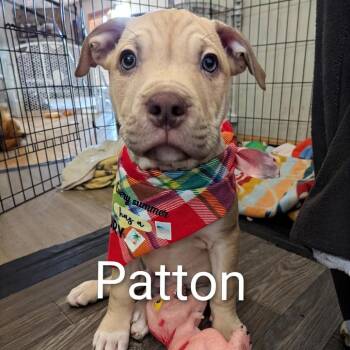 Patton D12361 -  Pit Bull Terrier and Husky Dog for Adoption - Patton D12361 | PetCurious