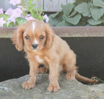 Finnegan -  Cavalier King Charles Spaniel Dog for Adoption in Neosho, Missouri - Finnegan | PetCurious