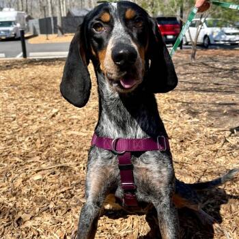 Rescue Bluetick Coonhound Dogs for Adoption in East Hampton, New York - Annie | PetCurious