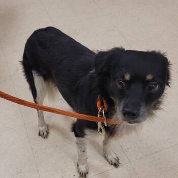 SCFL-Stray-67098 -  Mixed Breed Dog for Adoption in Lake Panasoffkee, Florida - SCFL-Stray-67098 | PetCurious