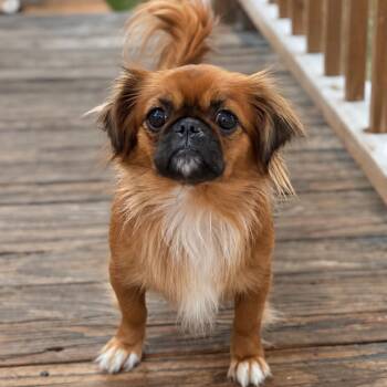 Cherie (Benefactor Dog) -  Pekingese and Mixed Breed Dog for Adoption in New Orleans, Louisiana - Cherie (Benefactor Dog) | PetCurious