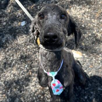 Mixed Breed Dogs Available for Adoption in Decatur, Georgia - Fizz | PetCurious