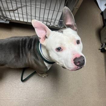 Rocco -  Mixed Breed Dog for Adoption in Chattanooga, Tennessee - Rocco | PetCurious