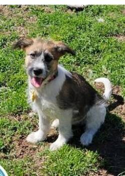 Mixed Breed Dogs Available for Adoption in West Chester, Pennsylvania - Sydney | PetCurious