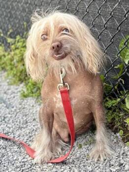 Chinese Crested Dog and Mixed Breed Dogs Available for Adoption in Cincinnati, Ohio - Benny | PetCurious