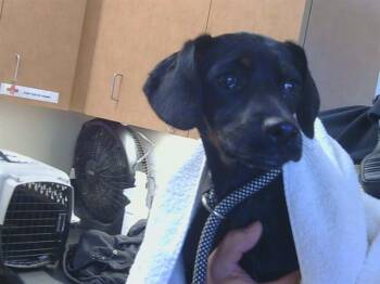 Doberman Pinscher and Mixed Breed Dogs Available for Adoption - A913843 | PetCurious