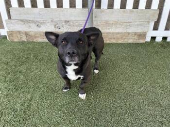 Cardigan Welsh Corgi and Pit Bull Terrier Dogs Available for Adoption in Modesto, California - A609088 | PetCurious
