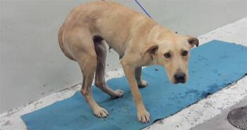 Labrador Retriever and Mixed Breed Dogs Available for Adoption in Houston, Texas - A2067759 | PetCurious