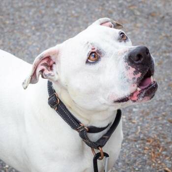 Peaches -  American Bulldog and American Staffordshire Terrier Dog for Adoption in Hattiesburg, Mississippi - Peaches | PetCurious