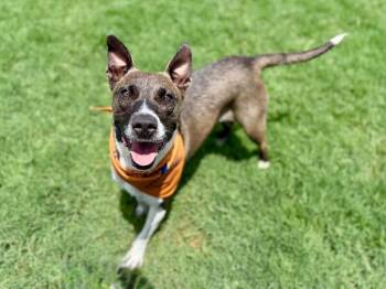 Rion Splash of Fun -  Husky and Shepherd Dog for Adoption in Friendswood, Texas - Rion Splash Of Fun | PetCurious