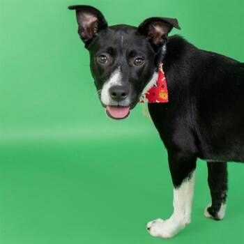 Labrador Retriever and Pit Bull Terrier Dogs Available for Adoption in St. Louis, Missouri - CHUCKIE | PetCurious