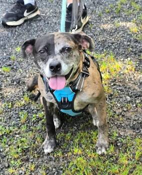 Flora -  Catahoula Leopard Dog Dog for Adoption in Saint Marys, Pennsylvania - Flora | PetCurious