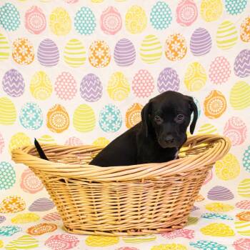 Labrador Retriever and Mixed Breed Dogs Available for Adoption - Earl | PetCurious