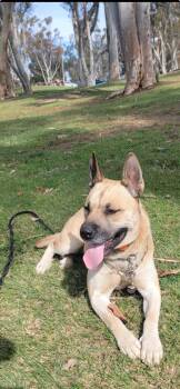 Rescue Shepherd and Akita Dogs for Adoption - Linda | PetCurious