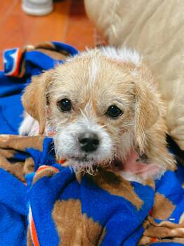 Wirehaired Terrier Dogs Available for Adoption - Posey | PetCurious