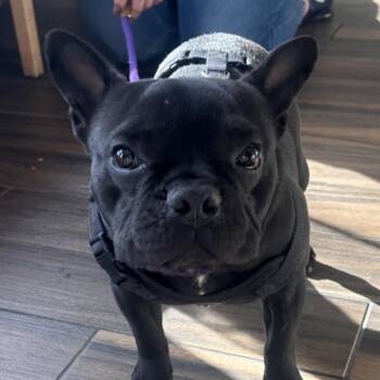 French Bulldog Dogs Available for Adoption in Reno, Nevada - T-Bone | PetCurious