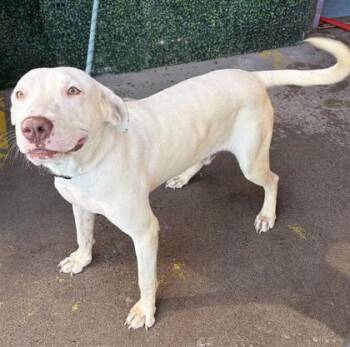 61532124 -  Pit Bull Terrier and Mixed Breed Dog for Adoption in El Paso, Texas - 61532124 | PetCurious