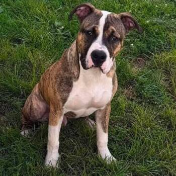 Pickles -  Pit Bull Terrier Dog for Adoption in Overland Park, Kansas - Pickles | PetCurious