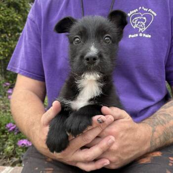 Terrier Dogs Available for Adoption - Jack | PetCurious