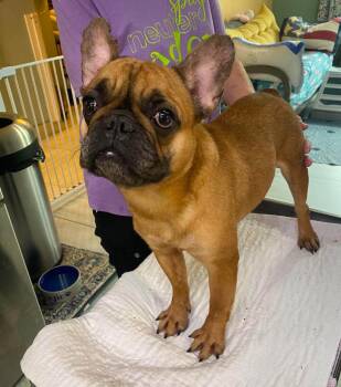 Snozzle (NOT YET AVAILABLE) -  French Bulldog Dog for Adoption in Benton, Louisiana - Snozzle (NOT YET AVAILABLE) | PetCurious