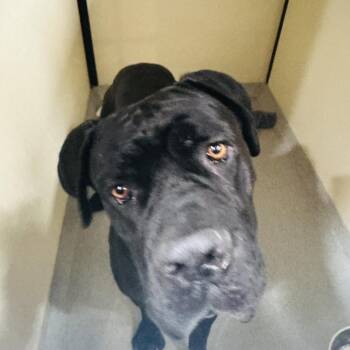 Cane Corso Dogs Available for Adoption - Titan (C000-062) - Costa Mesa Location | PetCurious