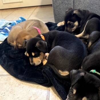 German Shepherd Dog and Golden Retriever Dogs Available for Adoption in Potomac, Maryland - Reba | PetCurious