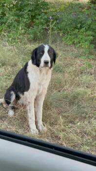 Sally the beautiful pyrenees mix -  Great Pyrenees and Border Collie Dog for Adoption in Muskego, Wisconsin - Sally The Beautiful Pyrenees Mix | PetCurious