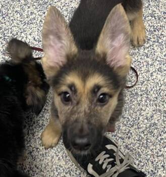 Giggles -  German Shepherd Dog Dog for Adoption in Golden, Colorado - Giggles | PetCurious