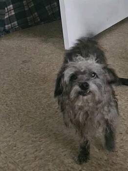 Rescue Terrier Dogs for Adoption in San Antonio, Texas - PUA | PetCurious