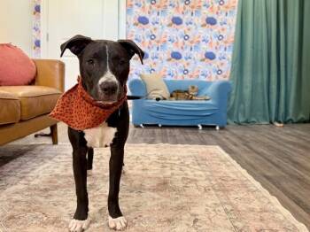 Pit Bull Terrier and Black Labrador Retriever Dogs Available for Adoption - Wren Just Right Girl | PetCurious