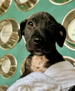 Terrier and Mixed Breed Dogs Available for Adoption in Honolulu, Hawaii - Marcello | PetCurious