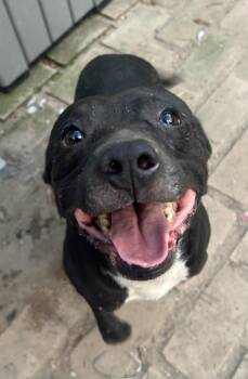 Tom -  American Staffordshire Terrier Dog for Adoption in Pine Bluff, Arkansas - Tom | PetCurious