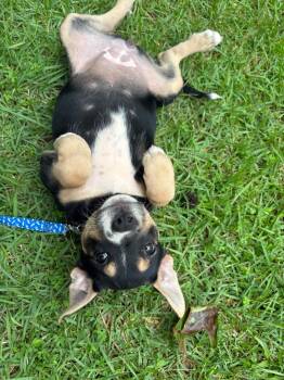 Black Labrador Retriever Dogs Available for Adoption in Billerica, Massachusetts - Kelsea | PetCurious